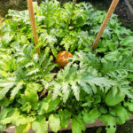 Photo fleurs et légumes de Potag'Home