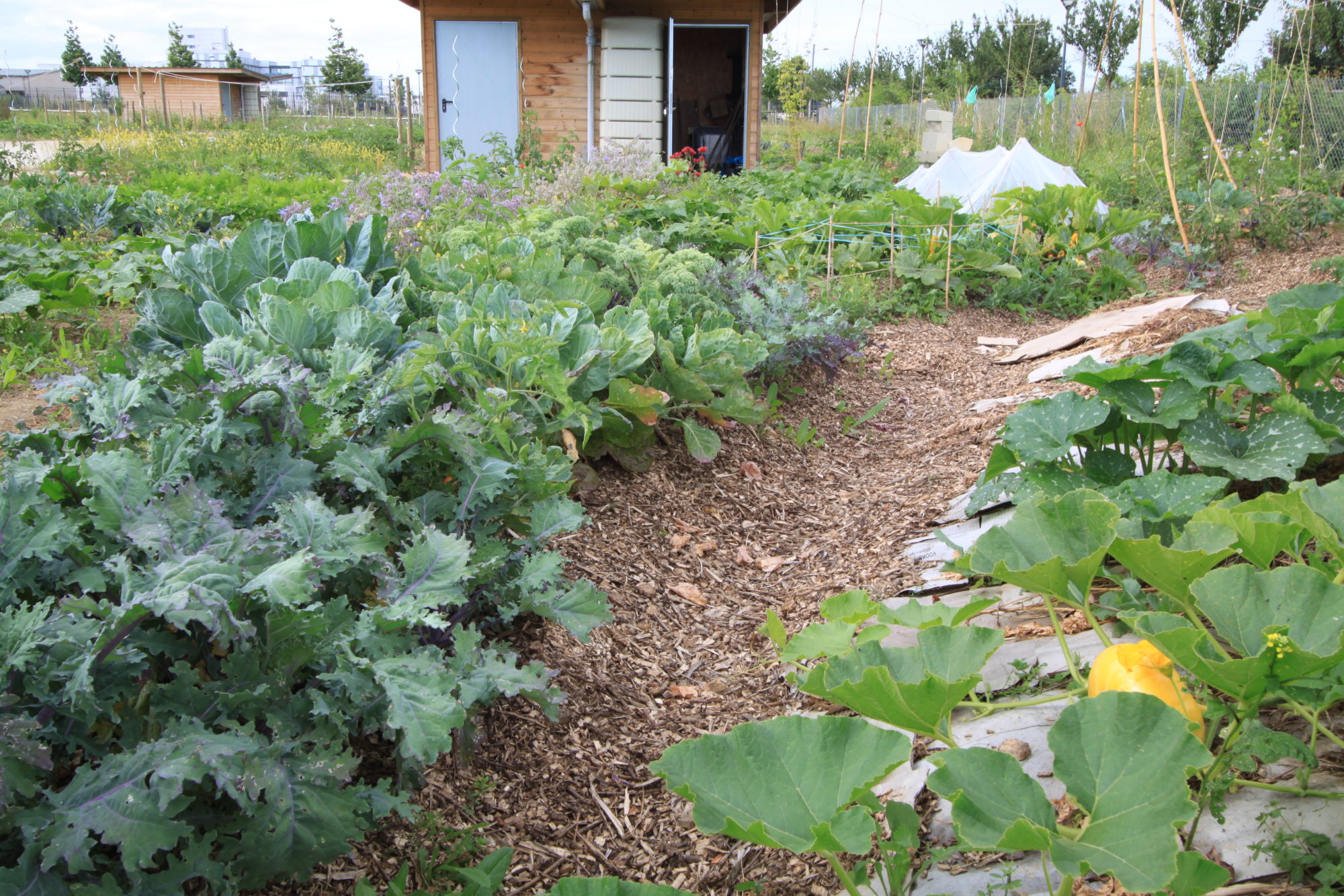 IMG_4756-e1470303078832