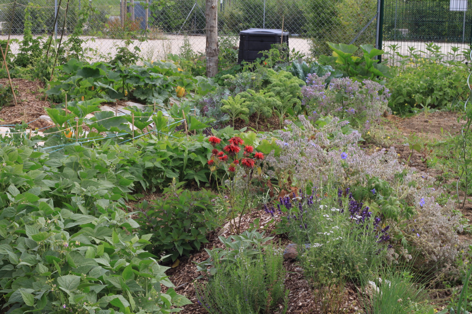 Photo potager de Potag'Home