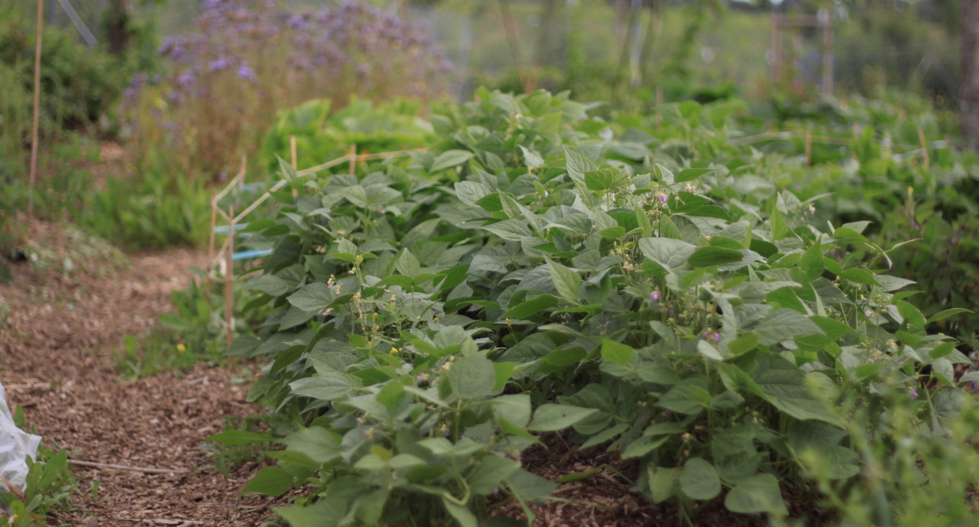 IMG_4763-e1470303145491