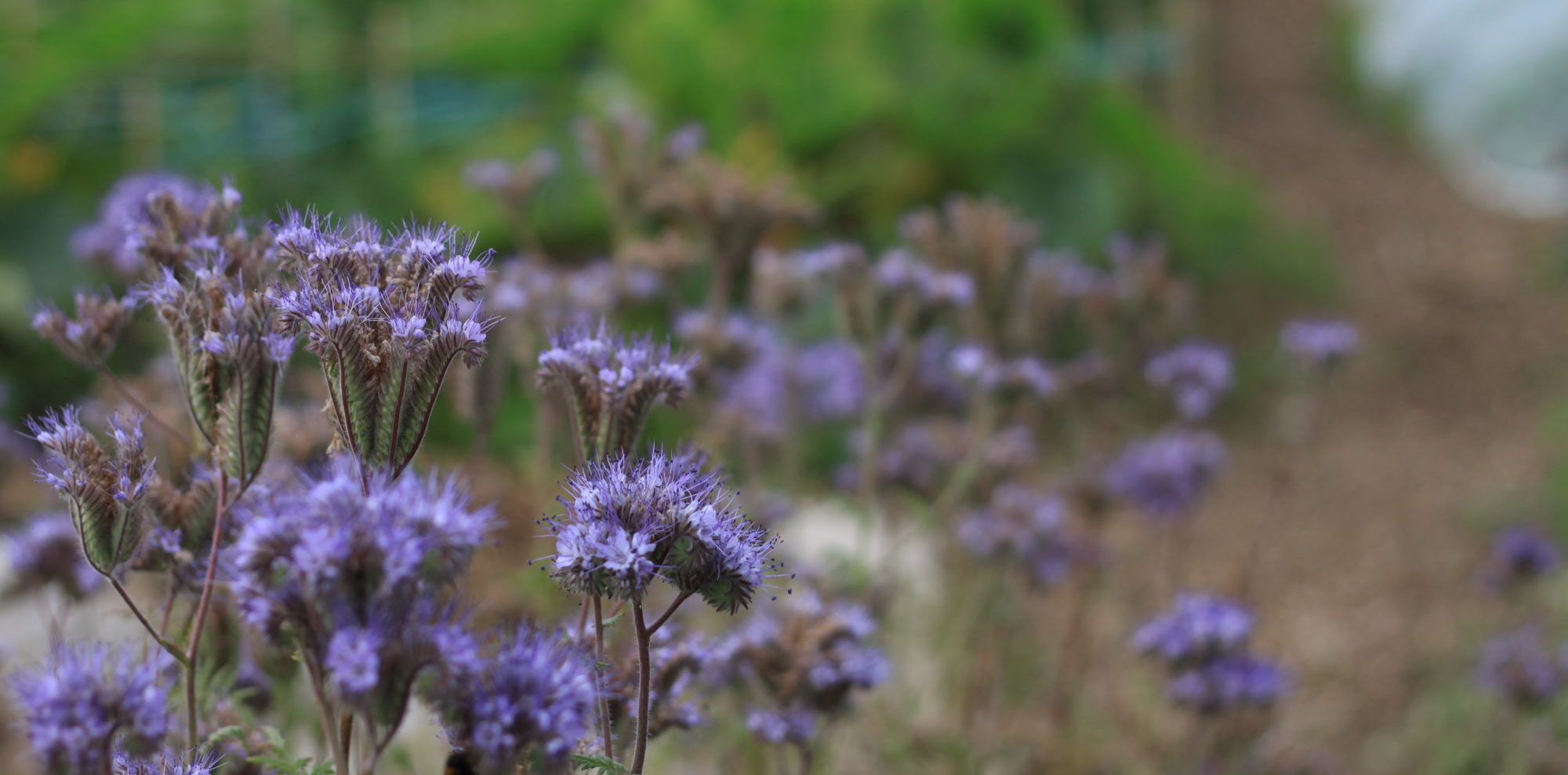 IMG_4766-1-e1470303197334