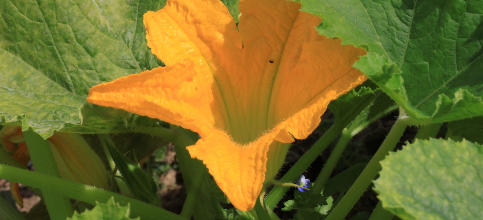 IMG_4771-e1470303365752