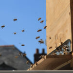 Photo rucher de Potag'Home