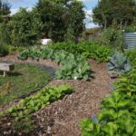 Un potager en arc de cercles, Paysagistes Angers
